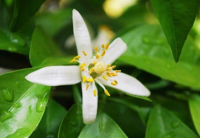 ネロリ花油